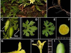 科学家发现悦猴瓜属植物新种