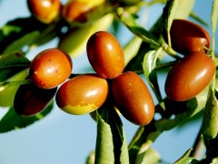 科学家阐明枣树重要园艺性状形成的分子机理
