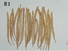 油菜裂角抗性基因首次克隆成功