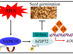 植物激素调控水稻种子萌发的新机制被揭示