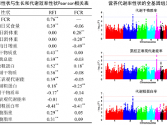 中国农业科学院北京牧医所应用遗传学和营养学结合的创新策略深入解析肉鸡饲料报酬性状