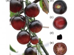 番茄果实花青素结构及主要修饰类型获解析