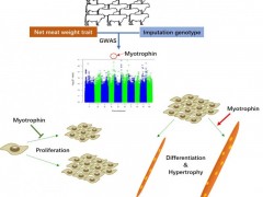 中国农业科学院北京畜牧兽医研究所牛遗传育种创新团队发现肉牛净肉重性状调控新基因