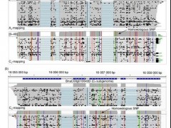 科学家构建首个油菜基因转录数据库