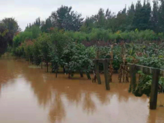 陕西省猕猴桃产业技术体系提出多雨天气猕猴桃果园管理技术