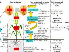 山东省农业科学院作物研究所专家在小麦籽粒微量元素营养研究领域发表综述性文章