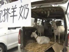 街头羊奶现挤现喝要当心！孩子高烧惊厥，已中招