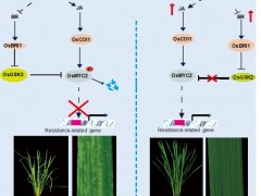 中国农业科学院作物科学研究所万建民院士团队解析水稻抗条纹叶枯病新机制