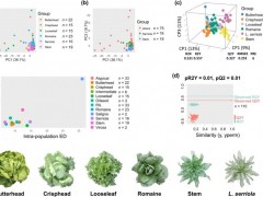 华中农业大学研究团队在莴苣进化和代谢生物学研究中取得新进展