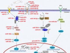 上海海洋大学徐田军教授团队在《Reviews in Aquaculture》期刊发表综述论文