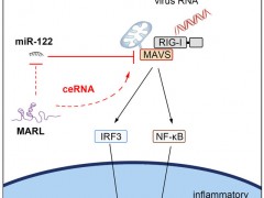 上海海洋大学徐田军教授团队在国际著名学术期刊《PLoS Pathogens》发表研究新进展