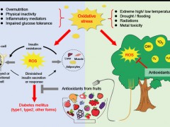浙大农学院果实品质生物学团队在国际食品顶级期刊综述水果中天然抗氧化剂的抗糖尿病活性