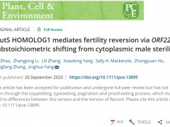 农学院杨景华教授发现细胞质雄性不育系育性转换的“开关”机制