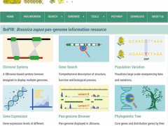 华中农业大学构建油菜泛基因组数据库助力油菜遗传育种研究进入泛基因组时代