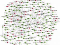 中国农业科学院肉羊遗传育种创新团队在绵羊季节性发情研究中取得重要进展