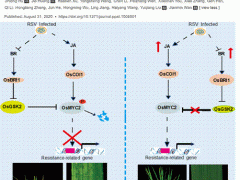 南京农业大学万建民院士团队在水稻抗条纹叶枯病机制解析方面取得新进展