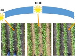 南京农业大学农学院作物精确管理团队创建作物冠层叶绿素含量光谱监测新方法