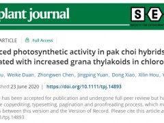 南京农业大学园艺白菜系统生物学实验室在不结球白菜杂种优势研究上取得新进展