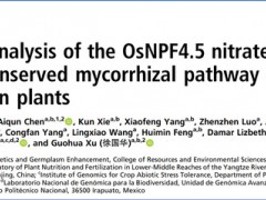南京农业大学资环学院研究团队揭示菌根共生介导的植物氮素转运途径