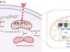 南京农业大学植保学院团队在杀菌剂调控赤霉病菌DON毒素生物合成研究方面取得新进展