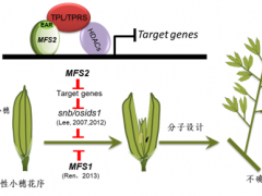 西南大学水稻研究所与四川农科院水稻高粱所联合解析水稻小穗确定性调控分子机制