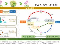 中国农业科学院资划所在绿肥调控稻田土壤硝化作用方面取得系列研究进展