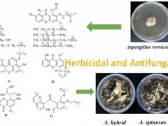 天然除草和杀菌剂可从海洋真菌中提取