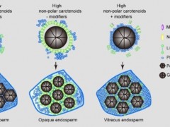 中国科学院分子植物卓越中心等揭示类胡萝卜素调控玉米硬质胚乳形成机制