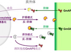 从植物的“精确打击”到病原菌的“层层防护” 南农大作物疫病团队揭示病原菌致病新机制