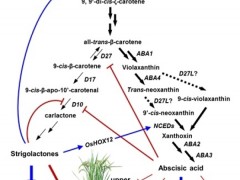 中国科学院遗传发育所在独脚金内酯和脱落酸协同调控水稻分蘖研究中获进展