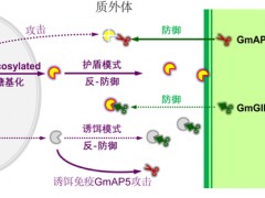 南京农业大学作物疫病团队揭示病原菌致病新机制