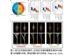 “育种指纹”揭示玉米育种的遗传改良规律