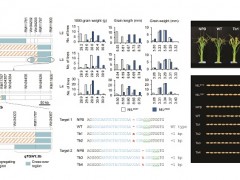 科技创新进展：水稻微效粒重QTL qTGW1.2b的图位克隆