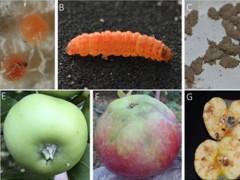 北京市农林科学院植环所解析重要果树害虫桃小食心虫基因组