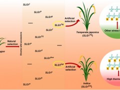 中国科学院遗传发育所等在籼稻高温耐受性机制研究中取得进展