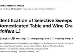云南农业大学发表论文揭示酿酒与鲜食葡萄的选择信号与进化特征