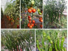 云南农业大学选育的番茄、辣椒新品种通过专家田间鉴定