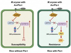 中国农业科学院植保所揭示VOZ转录因子介导的水稻抗稻瘟病新机制