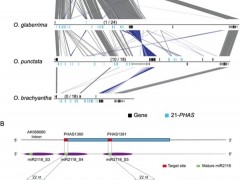 中国科学院遗传发育所等在稻属基因组中揭示phasiRNA的进化机制及作用特点