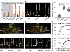 科技创新进展：通过定点突变中胚轴伸长负调控基因快速创造适合直播的水稻新种质
