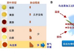 中国科学院华南植物园研究发现中国乌龙茶香气酶促形成机制