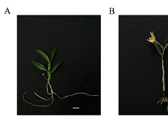 中国科学院华南植物园在铁皮石斛多糖修饰机制研究取得进展