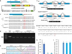 科学家首次发现植物中外显子跳跃剪接机制并创制香型水稻