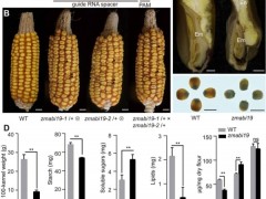 中国科学院分子植物卓越中心发现玉米籽粒发育与灌浆协同调控中心因子