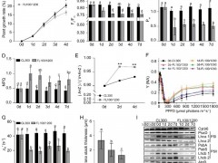 科学家发现水稻适应长期波动光的光合生理调控机制