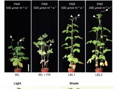 中国农业科学院作科所揭示弱蓝光信号控制大豆赤霉素代谢和避荫反应的分子机制