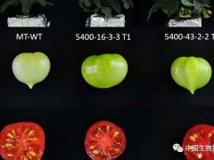 利用基因编辑技术，使西红柿富含抗氧化和抗癌的类胡萝卜素