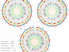 北京市农林科学院在小白菜基因组及其重要形态性状进化分子基础研究中取得重要进展