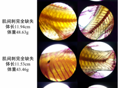 中国水产科学研究院黑龙江所在鱼类肌间刺基因编辑研究中取得重要进展